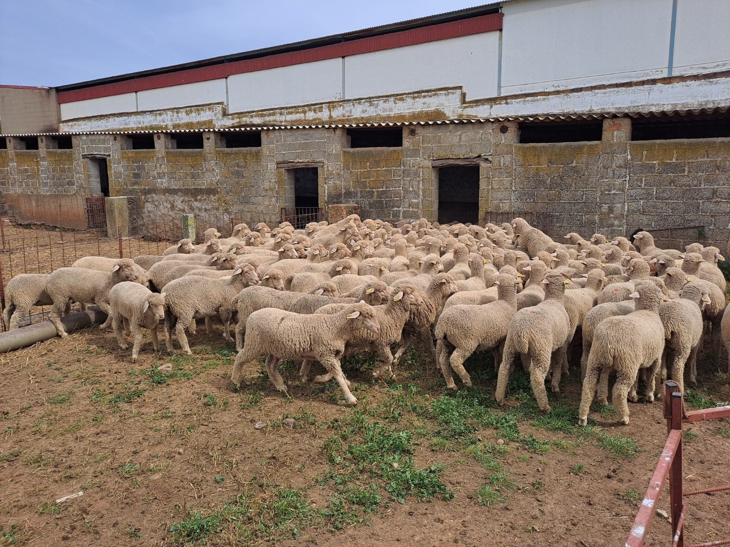 Ganadería Gómez Coronado_ Criadores de Oveja Merina de Pura Raza - slider (1) (1)